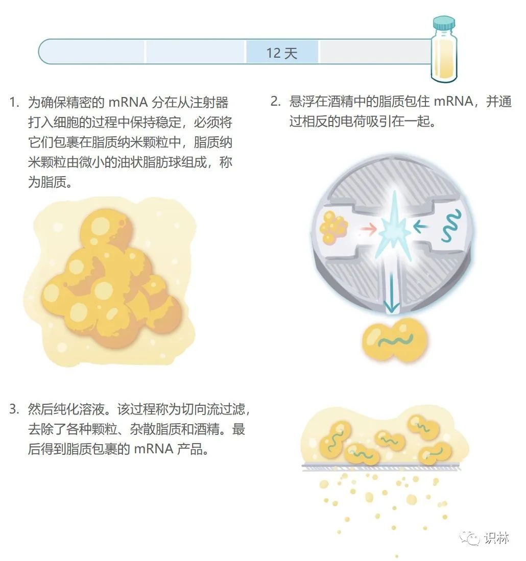 从 mRNA 疫苗生产步骤看放大难的根源